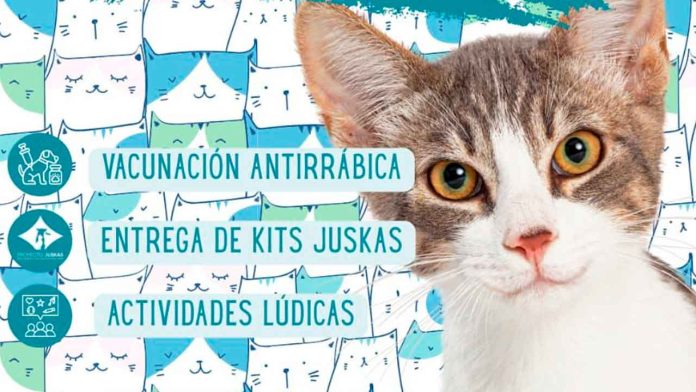 gato