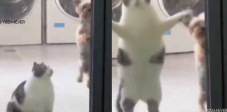 #Viral #VIDEO | Gato ingenioso imita salto de perro para que le abran la puerta