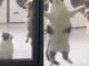 #Viral #VIDEO | Gato ingenioso imita salto de perro para que le abran la puerta