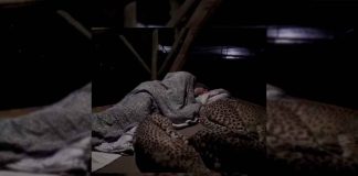 #VIDIEO || Una familia de guepardos duerme con el guardabosques todas las noches. Esto es lo que grabó la cámara