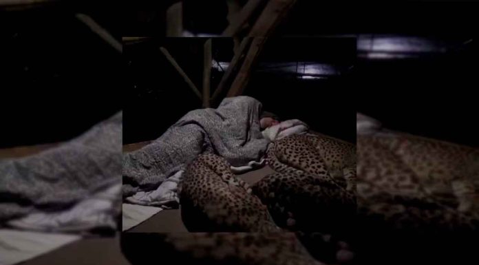#VIDIEO || Una familia de guepardos duerme con el guardabosques todas las noches. Esto es lo que grabó la cámara