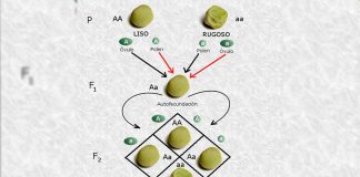 #Viral ||🧬 Los guisantes de Mendel siguen revelando secretos genéticos 160 años después