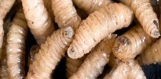 #Alerta | Confirman segundo caso de gusano barrenador en humanos en Chiapas; autoridades de salud en alerta