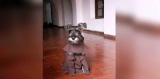 #Imágenes | Perro abandonado encuentra hogar con monjes franciscanos y se convierte en “Hermano Bigotes”