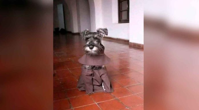 #Imágenes | Perro abandonado encuentra hogar con monjes franciscanos y se convierte en “Hermano Bigotes”