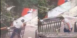 #VIDEO #ImágenesFuertes | Vecinos denuncian crueldad animal y autoridades rescatan a tres perros en Álvaro Obregón