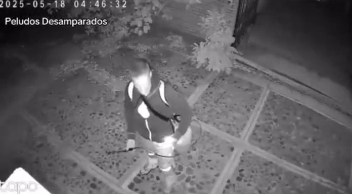 #VIDEO || Indignación en Oaxaca: Hombre arroja ácido a dos perritos; exigen justicia