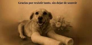 Muere “Huesitos”, perro que luchaba contra el cáncer y fue agredido con una enorme piedra en Puebla