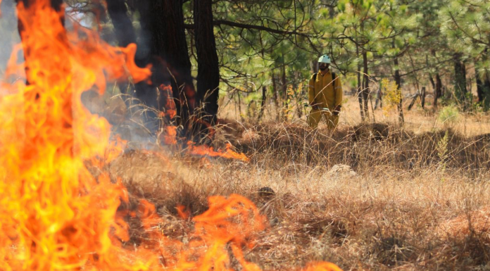 Controlados los incendios en el territorio michoacano por temporada de lluvias: COFOM