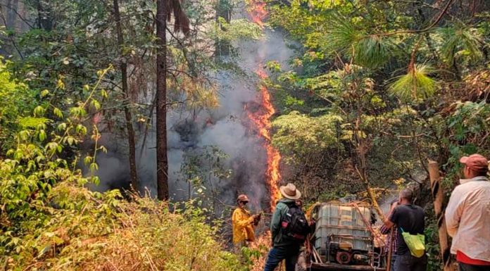 Brigadas de Cofom atienden incendio forestal en Tacámbaro