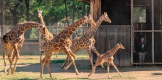 #VIDEO #Imágenes | Reúne Zoológico de Morelia a cría de jirafa con su manada