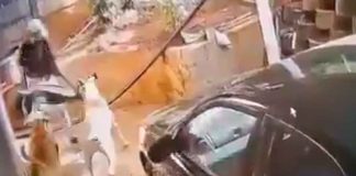 #VIDEO | Ladrón intenta robar una casa, pero es sorprendido por un trío de guardianes