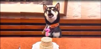#VIDEO || Un lomito con estrella: perro celebra su cumpleaños cantando al ritmo de “Happy Birthday” versión perruna