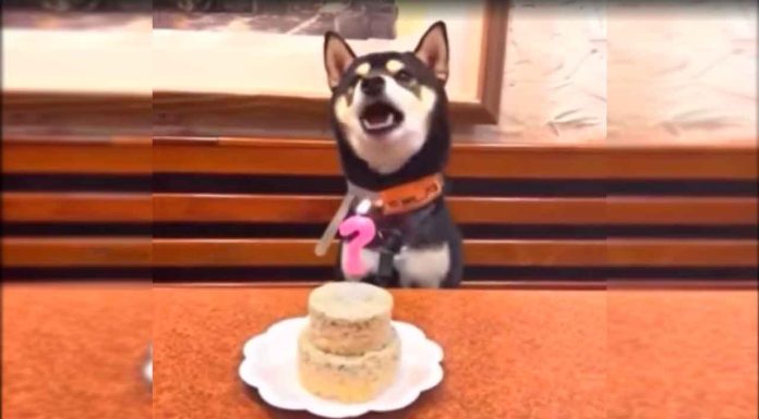 #VIDEO || Un lomito con estrella: perro celebra su cumpleaños cantando al ritmo de “Happy Birthday” versión perruna
