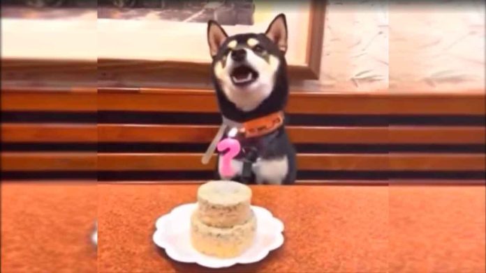 lomito-en-cumpleaños