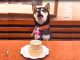 #VIDEO || Un lomito con estrella: perro celebra su cumpleaños cantando al ritmo de “Happy Birthday” versión perruna