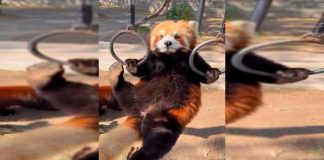 #VIDEO #VIRAL || Panda rojo sorprende en redes con pull ups dignos del Maestro Shifu