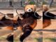 #VIDEO #VIRAL || Panda rojo sorprende en redes con pull ups dignos del Maestro Shifu