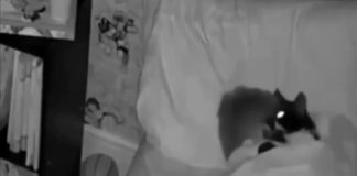 #VIDEO || El misterio del gato fugitivo se resuelve con una escena digna de película.