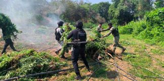 Tras operativo, SSP incinera en Parácuaro plantío con 9 mil plantas de marihuana