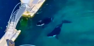 Wikie y Keijo, orcas madre e hijo, claman por su libertad; están abandonados en un acuario cerrado