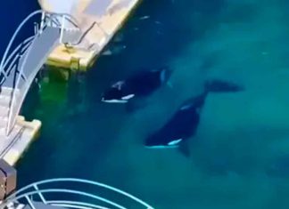 Wikie y Keijo, orcas madre e hijo, claman por su libertad; están abandonados en un acuario cerrado