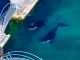 Wikie y Keijo, orcas madre e hijo, claman por su libertad; están abandonados en un acuario cerrado