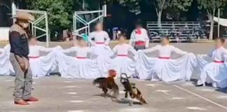 #VIDEO #EnMéxico: Realizan pelea de gallos en festival por el Día de las Madres