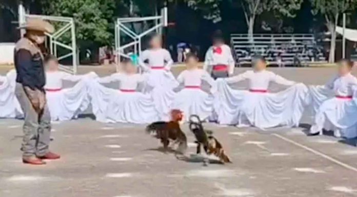 #VIDEO #EnMéxico: Realizan pelea de gallos en festival por el Día de las Madres