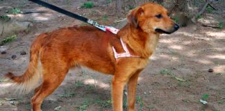 #VIDEO | Joven es atacado por un perro mientras paseaba con su mascota en un parque. ¿Debería ser obligatorio el uso de correa en espacios públicos?