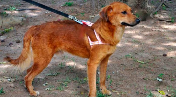 #VIDEO | Joven es atacado por un perro mientras paseaba con su mascota en un parque. ¿Debería ser obligatorio el uso de correa en espacios públicos?