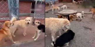 #VIDEO #Viral | El “perro pacificador” conquista redes por calmar peleas entre sus compañeros caninos