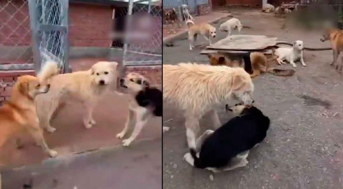#VIDEO #Viral | El “perro pacificador” conquista redes por calmar peleas entre sus compañeros caninos