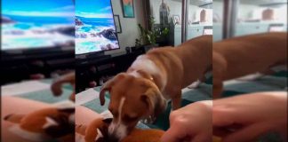 #VIDEO || Un peluche, una traición y un perrito con cero tolerancia al engaño