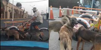 #VIDEO | Hombre es captado en video usando perros para mover triciclo y causa indignación #México