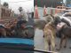 #VIDEO | Hombre es captado en video usando perros para mover triciclo y causa indignación #México