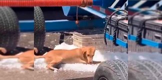 #VIDEO || ¡El perrito más fresco del internet!