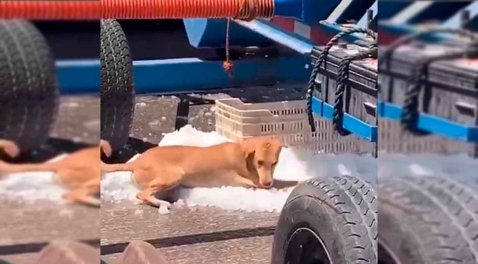 #VIDEO || ¡El perrito más fresco del internet!