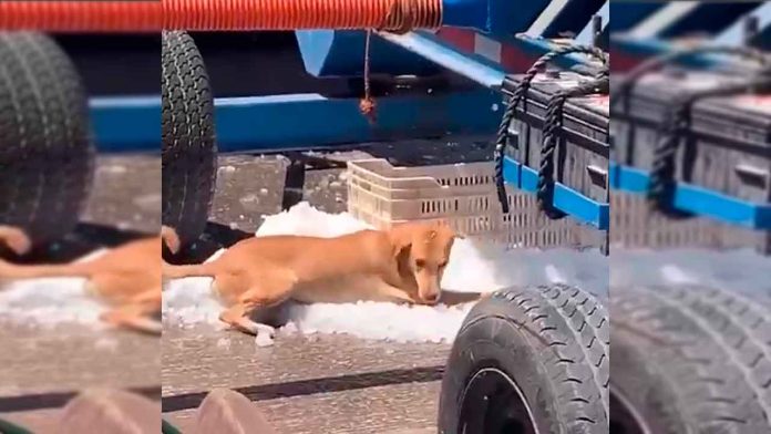 perro-en-hielo