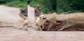 #VIDEO || Un lomito ejemplar: ayuda, amor… y croquetas