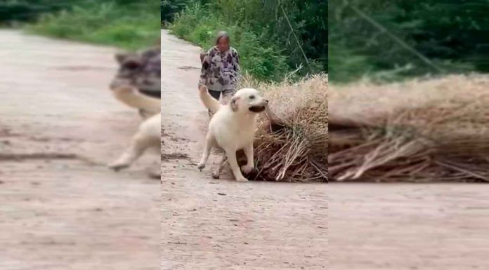 #VIDEO || Un lomito ejemplar: ayuda, amor… y croquetas