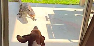 #Video | ¡Valiente Beagle enfrenta a un caimán!