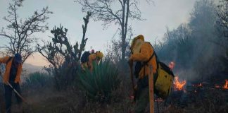 Brigadas forestales atienden 7 incendios y liquidan 2 más en Michoacán
