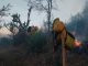 Brigadas forestales atienden 7 incendios y liquidan 2 más en Michoacán