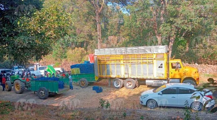 GC y policías municipales detienen a 14 presuntos roba aguacates en Salvador Escalante