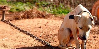 Agravar penas contra el maltrato animal propone Víctor Manríquez González