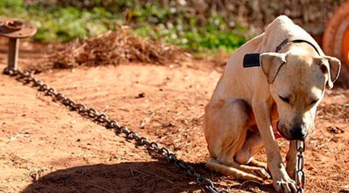Agravar penas contra el maltrato animal propone Víctor Manríquez González