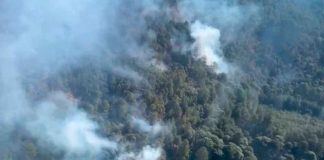 Crónica| El fuego acecha la cuna de la Mariposa Monarca