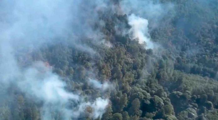 Crónica| El fuego acecha la cuna de la Mariposa Monarca