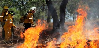 Brigadas forestales liquidan 8 incendios: Cofom